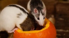 Koliko let živi podgane, kakšne nevarnosti so raztrgane glodalce